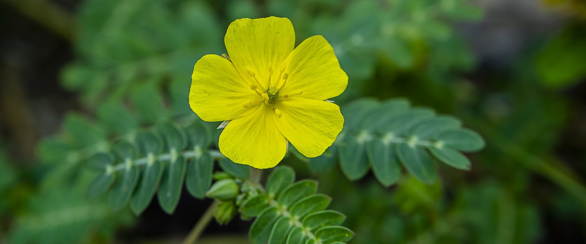 Tribulus Terrestris: A Natural Solution for Increasing Female Libido