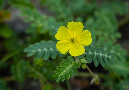 Tribulus Terrestris: A Natural Solution for Increasing Female Libido